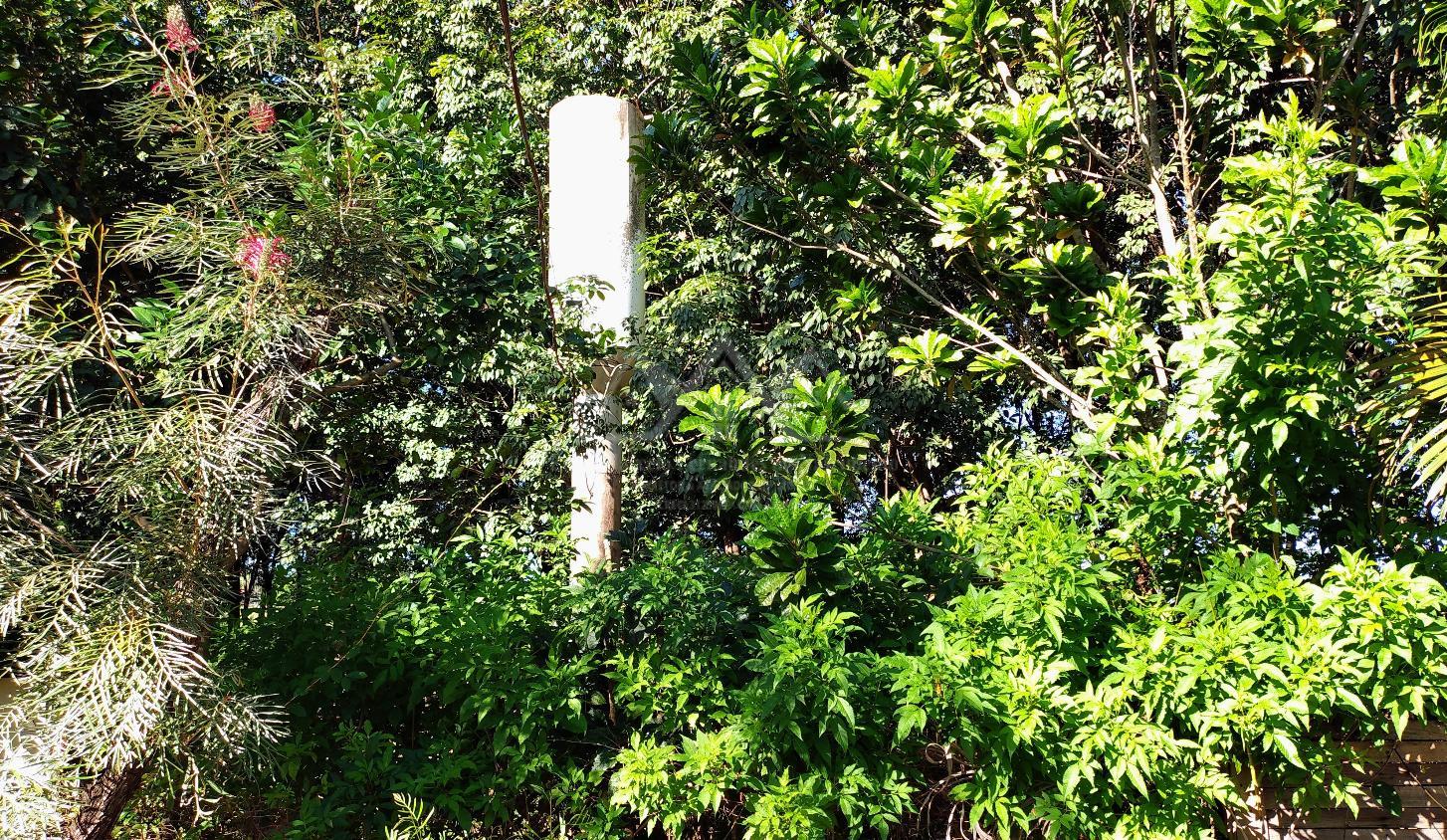 Sítio, 3 hectares - Foto 8