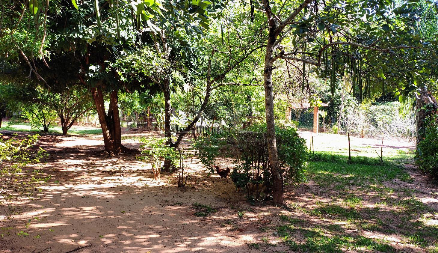 Sítio, 3 hectares - Foto 11