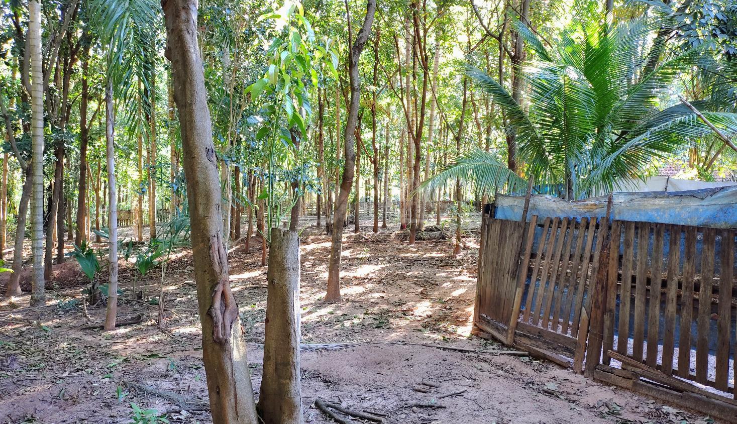 Sítio, 3 hectares - Foto 13