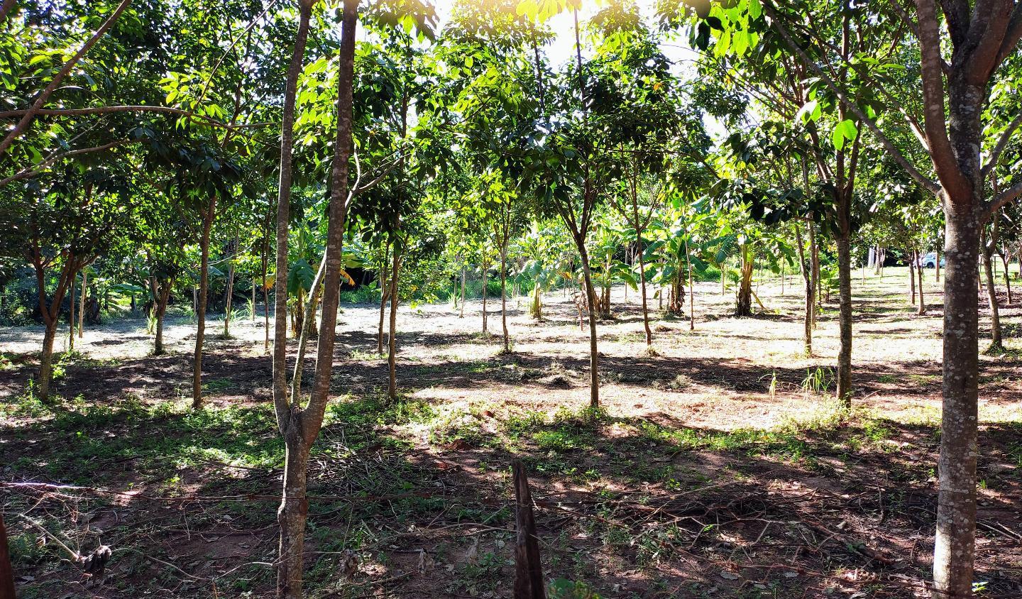 Sítio, 3 hectares - Foto 14