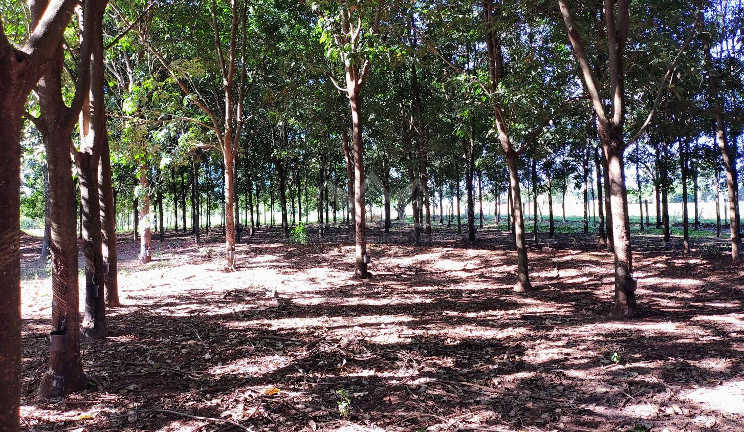 Sítio, 3 hectares - Foto 16