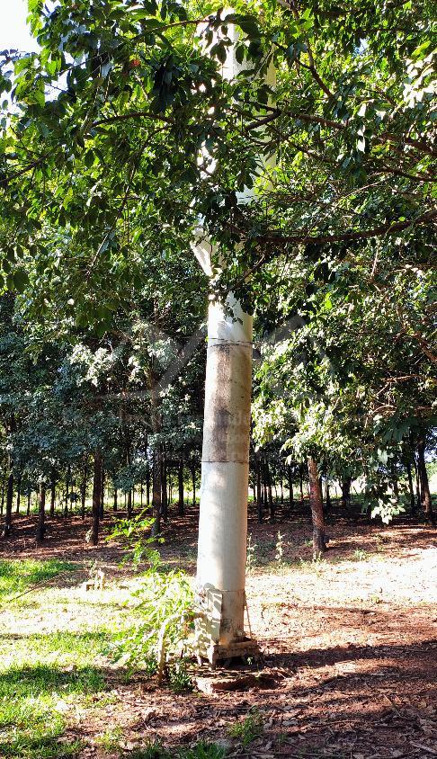 Sítio, 3 hectares - Foto 9