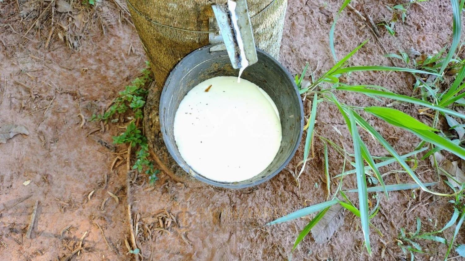 Sítio, 3 hectares - Foto 17