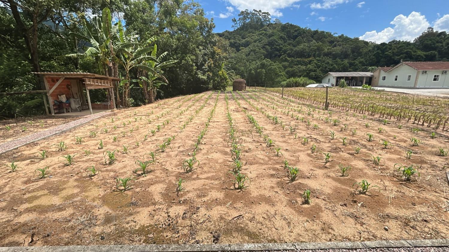 Sítio, 2 quartos, 2550 m² - Foto 11