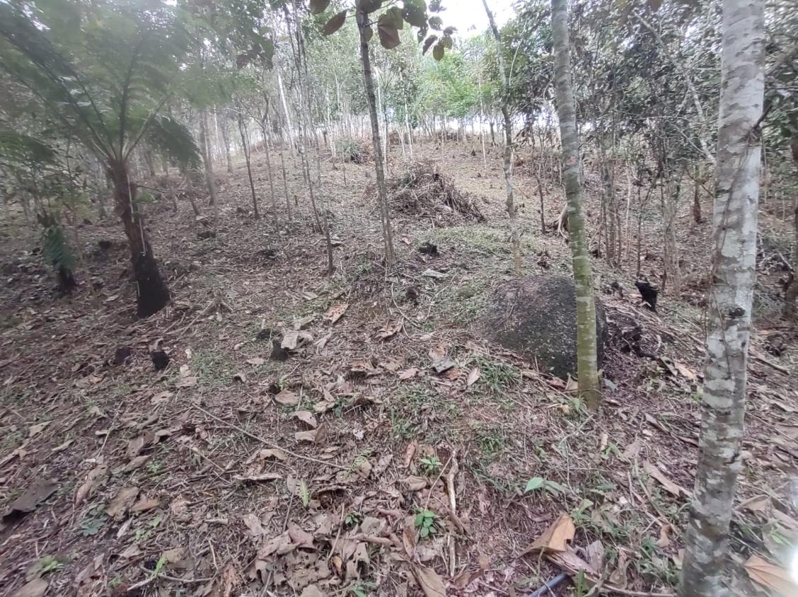 Fazenda, 15 hectares - Foto 19