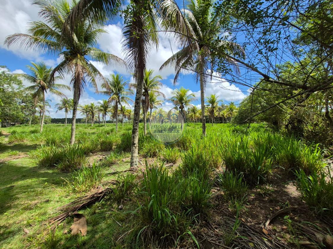 Fazenda, 12 hectares - Foto 23