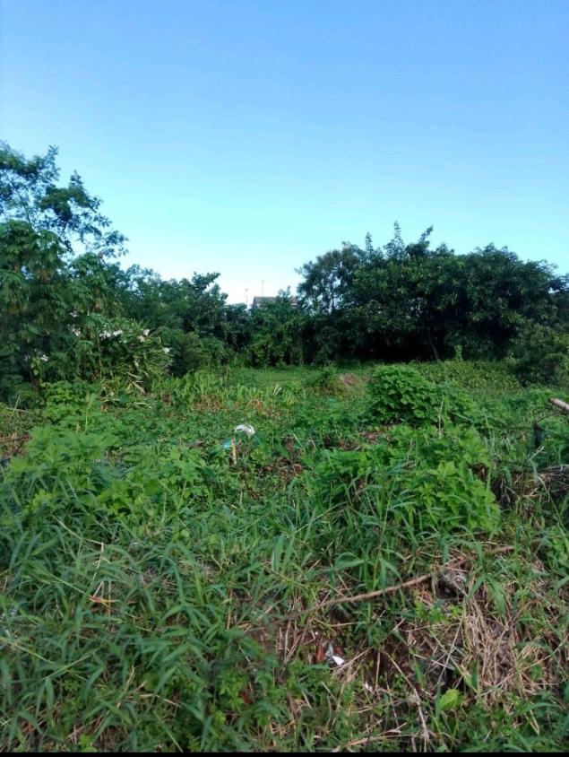 Foto - Bertioga - Bairro Chácaras