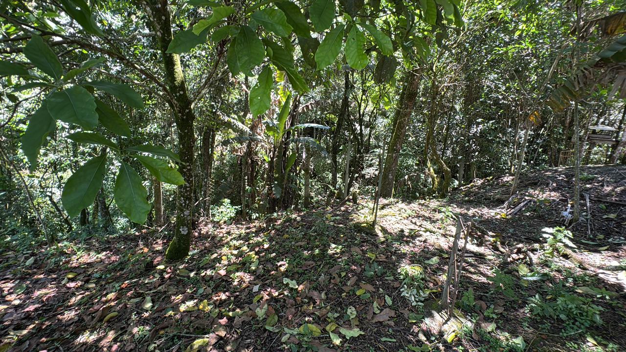 Sítio, 4 quartos, 2000 m² - Foto 19