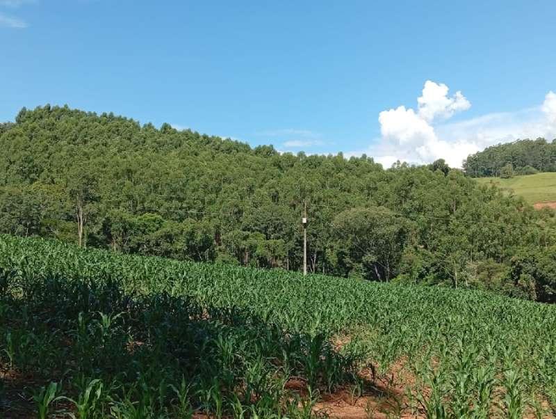 Fazenda, 3 quartos - Foto 1