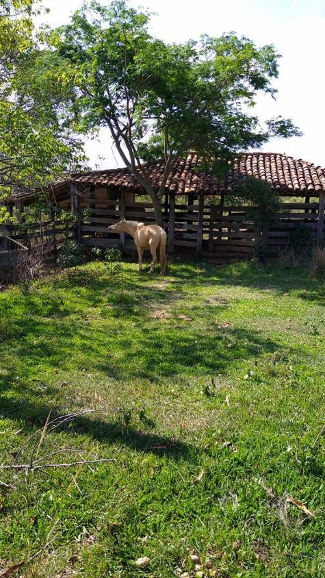 Fazenda, 33 hectares - Foto 7