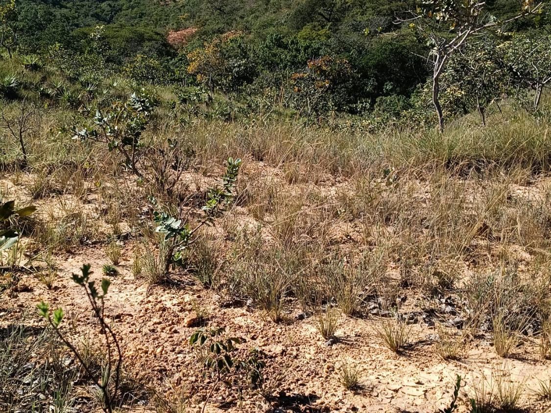 Fazenda, 33 hectares - Foto 10