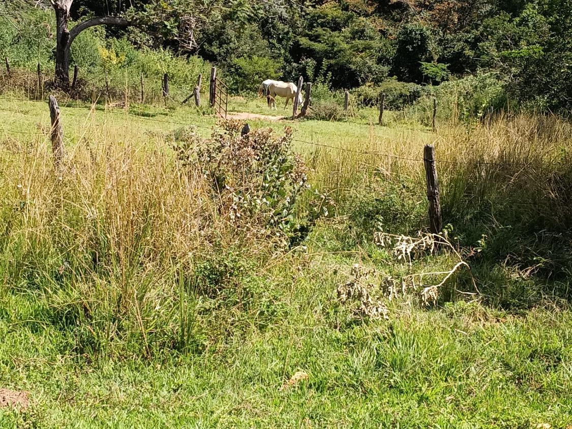 Fazenda, 33 hectares - Foto 18
