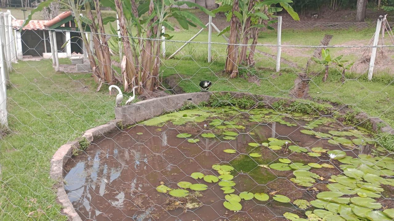 Chácara, 4 quartos, 1 hectares - Foto 17